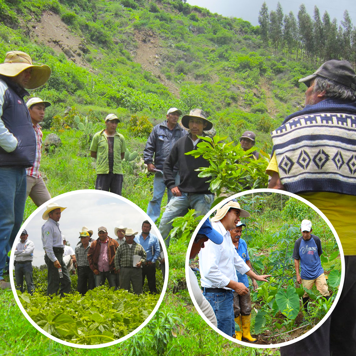 Clarico-3 Columns Style 2