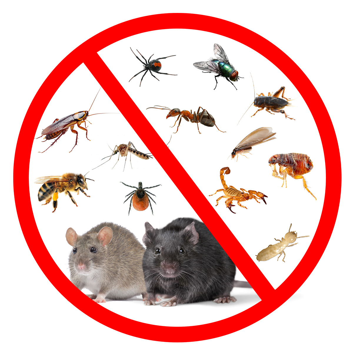 Clarico-3 Columns Style 2