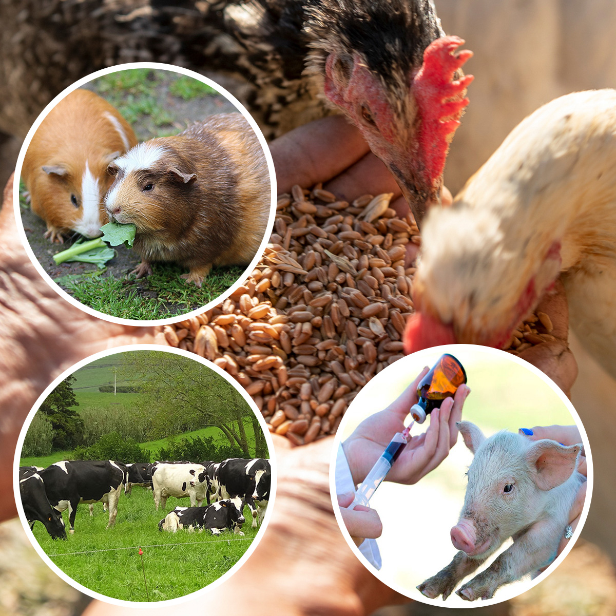 Clarico-3 Columns Style 2